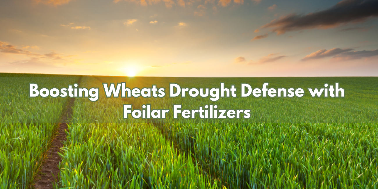 Boosting Wheat's Drought Defence with Foliar Fertilizers
