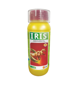 Iris