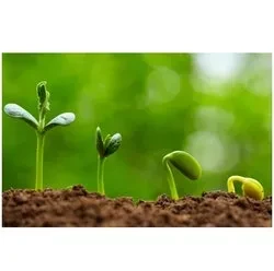 Plant Growth Promoter