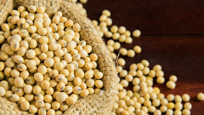 Soyabean