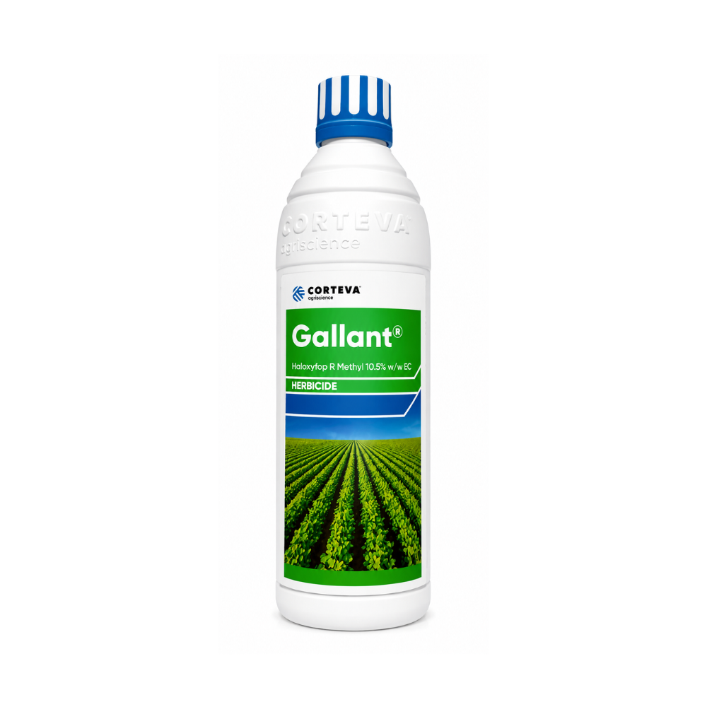 Gallant