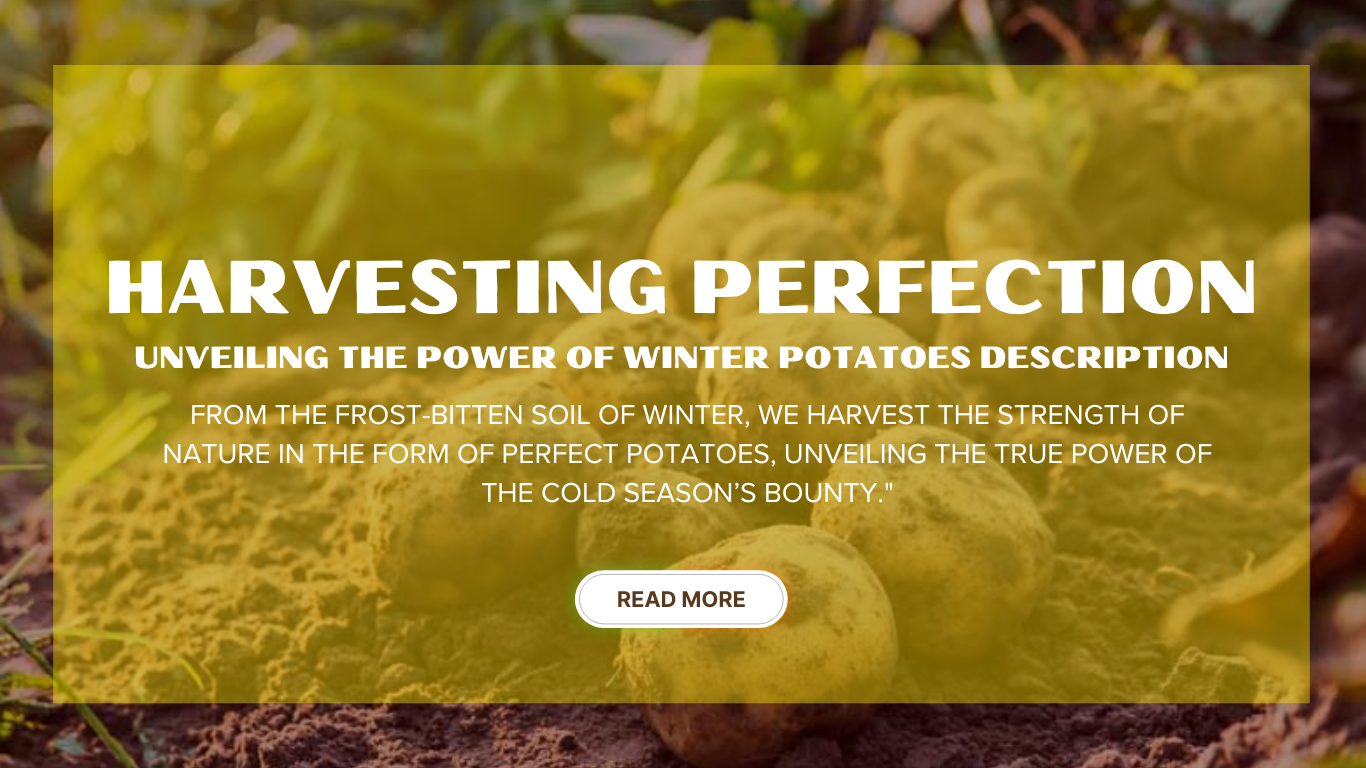Harvesting Perfection: Unveiling the Power of Winter Potatoes
