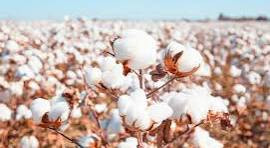 cotton