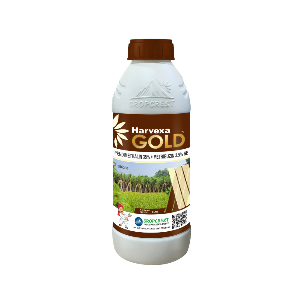 hexa gold