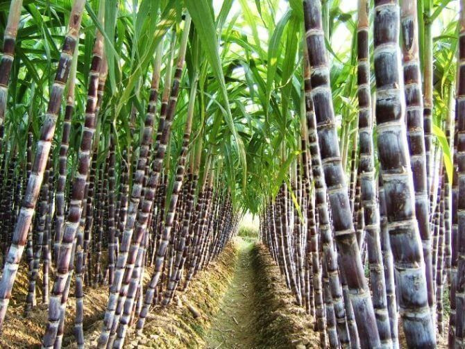 Sugarcane