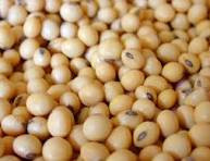Soyabean