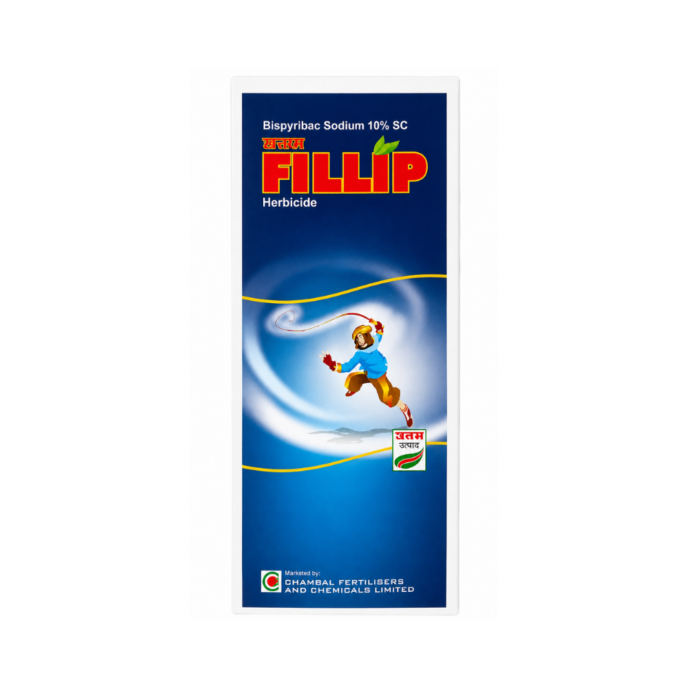 Filip