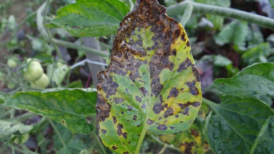 Fungicides