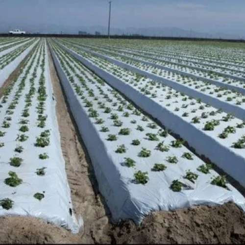 Mulching Green Prime Quality -With Warranty