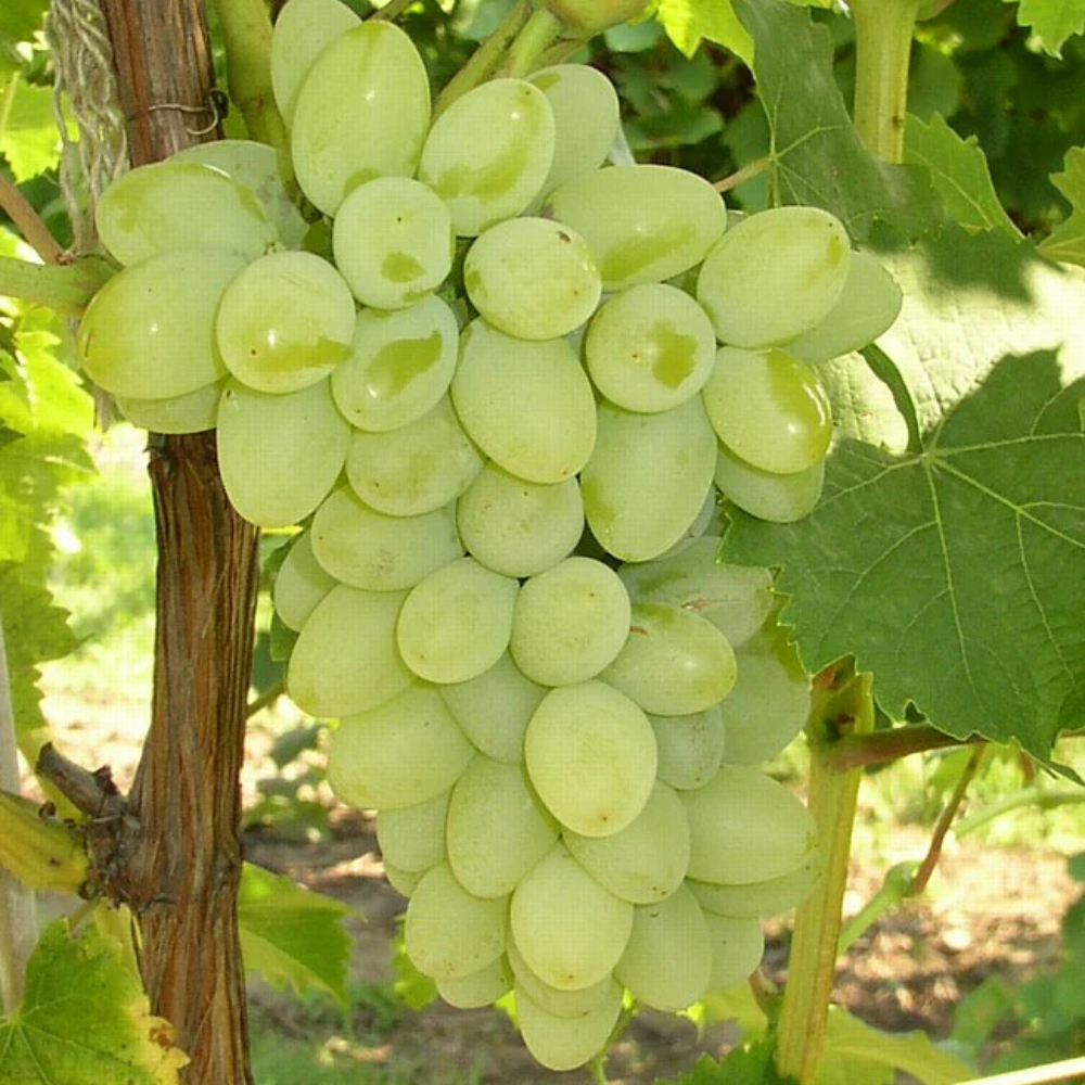 Grapes