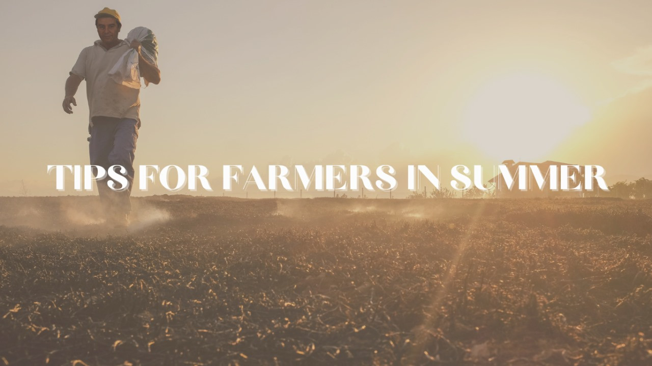 Summer Farming Precautions: Enhancing Soil Nutrients for a Bountiful Harvest