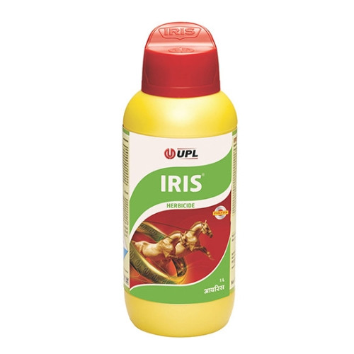 Iris