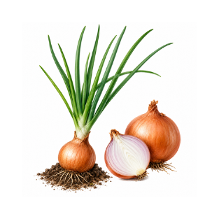 Onion