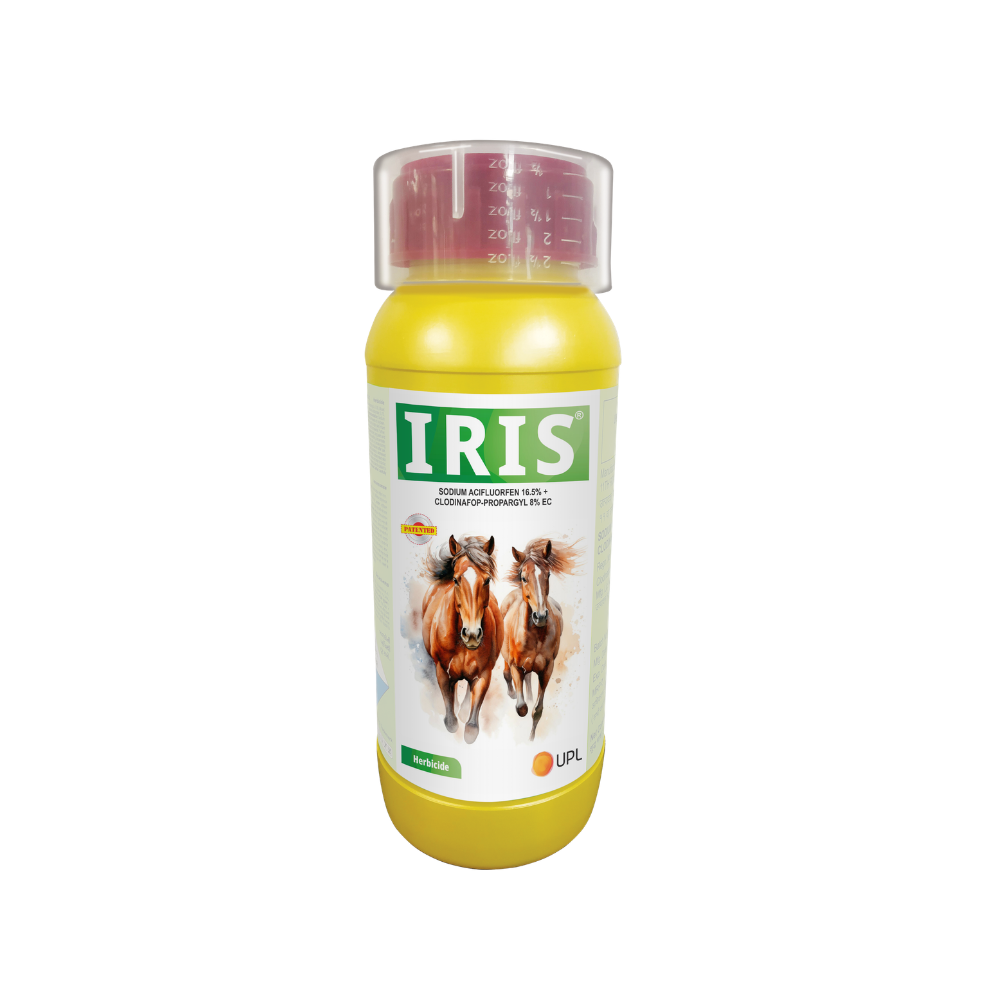 Iris